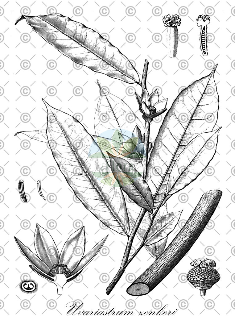 HistAbb_wfo-0000751344_2_ENZY_Simple | Historische Abbildung von Uvariastrum zenkeri - Annonaceae | Historical Illustration of Uvariastrum zenkeri - Annonaceae