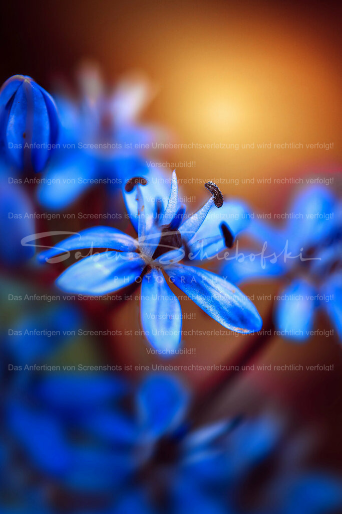 Wandbild Blaustern | People- und Tierfotografie, Imageaufnahmen, Veranstaltungsfotografie und Wandbilder aus der Natur ★ Made in Germany ✔️ Druck + Downloads ✔️ Naturfotografie in Top Qualität ★ schneller Versand, weltweite Lieferung! - Realisiert mit Pictrs.com