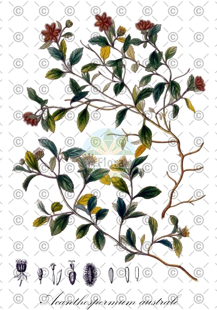 HistAbb_wfo-0000114552_1_ENZY_Simple | Historische Abbildung von Acanthospermum australe - Asteraceae | Historical Illustration of Acanthospermum australe - Asteraceae