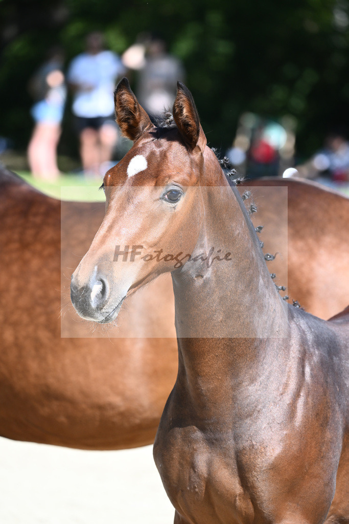 Praesentation Auktionsfohlen_36230169 | hf-fotografie - Realisiert mit Pictrs.com