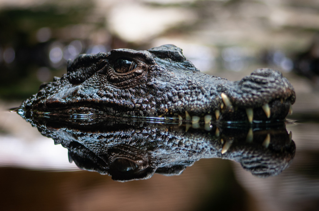 DSC_2267 | kaefersammler_roy - Realisiert mit Pictrs.com