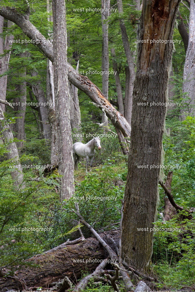 White Horse in the Forest 2 - ARG 2014 | west photography - Realisiert mit Pictrs.com