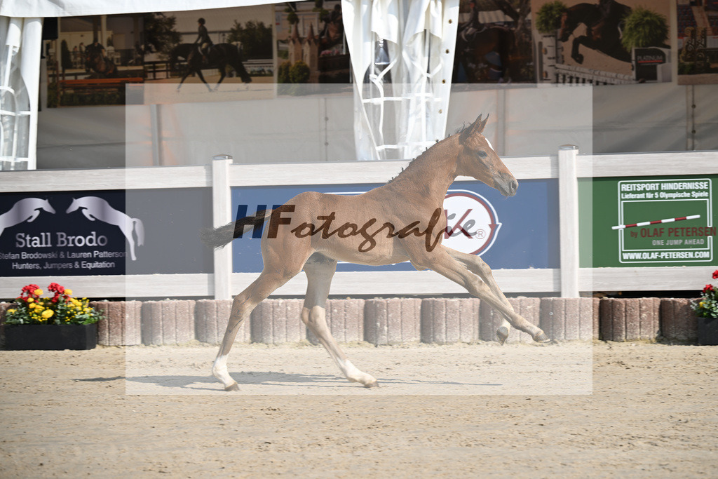 Fuerst Zonik x Vitalis_SF_Haering_12250016 | hf-fotografie - Realisiert mit Pictrs.com