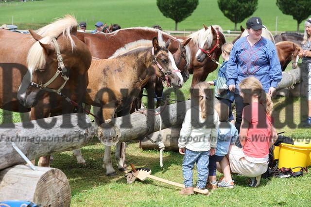 Fohlenprämierung_Sankt-Märgen_2024_Impressionen (3) | Alle Fotos der Reiterjournal Fotografin Doris Matthaes im Reiterjournal Online-Fotoshop. - Realisiert mit Pictrs.com