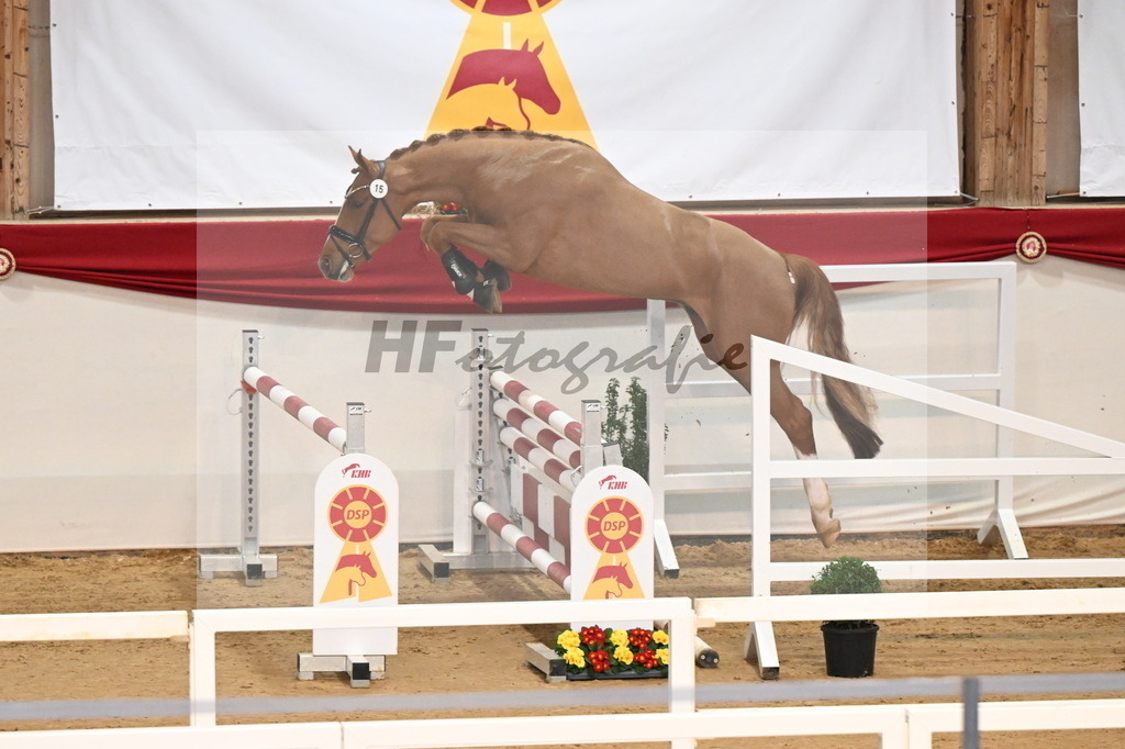 Kat.-Nr. 15 v. Darry Lou_Schep_3261642 | hf-fotografie - Realisiert mit Pictrs.com