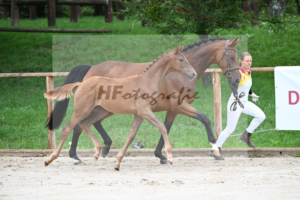 Kat-Nr. 2 SF Benicio_Schneider_25230031 | hf-fotografie - Realizzato con Pictrs.com