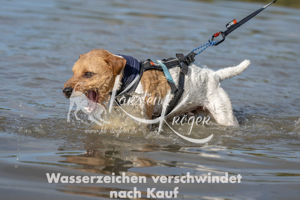 1112_ZZ91885 | kk-dogfotos