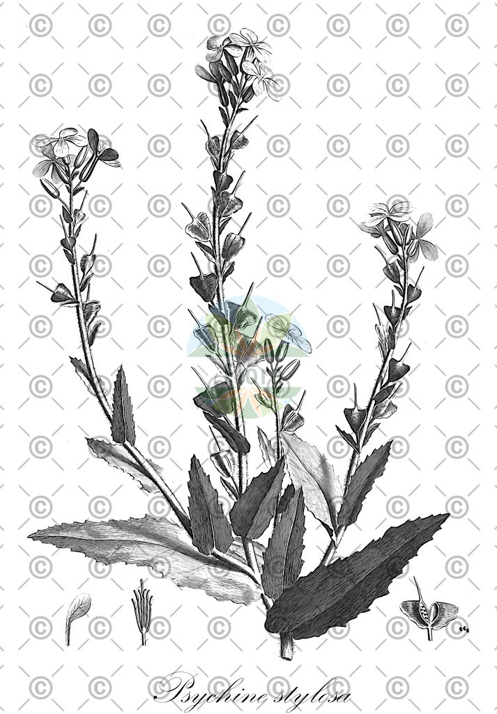 HistAbb_wfo-0000284754_1_ENZY_Simple | Historische Abbildung von Psychine stylosa - Brassicaceae | Historical Illustration of Psychine stylosa - Brassicaceae