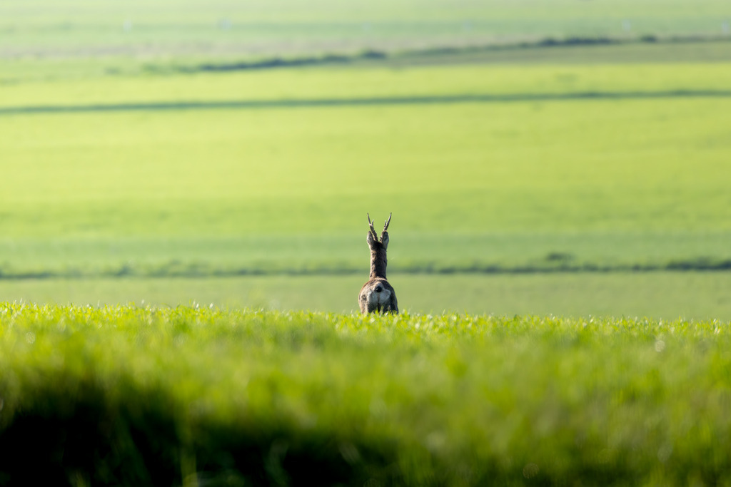 Das Reh | Das Reh (Capreolus capreolus) ist die häufigste und zugleich kleinste Hirschart in Europa und gilt als die am weitesten verbreitete Schalenwildart. Es gehört zur Familie der Hirsche (Cervidae) und bildet zusammen mit Elch und Rentier die Gruppe der Trughirsche. Man unterscheidet das Europäische Reh, das Sibirische Reh und das Mandschurische Reh. Die Tiere sind von graziler, schlanker Statur. Ein ausgewachsenes Reh erreicht eine Schulterhöhe von etwa 60 bis 80 Zentimetern und ein Gewicht zwischen 15 und 30 Kilogramm. Das Männchen wird als Rehbock, das Weibchen als Ricke oder Geiß bezeichnet. Die Jungen sind die Kitze. - Realisiert mit Pictrs.com