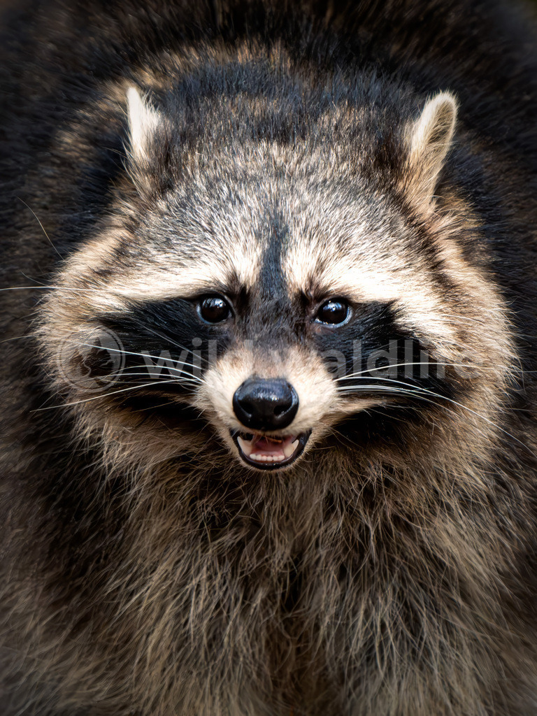 Überraschter Waschbär  | Portrait eines Waschbären  - Realisiert mit Pictrs.com