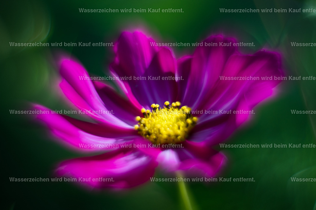 Reinigung, Schutz und Intuition | Die Botschaft zum Bild lautet: Reinigende, transformative Energien, enthalten hier in diesem Bild, strömen aus in den Raum deines Seins. Wahre Intuition hält Einzug. Diese Farben, dieses Sein geht in Resonanz mit dir, weil es Zeit ist für Transformation. Spüre den Schutz, spüre dein Sein!