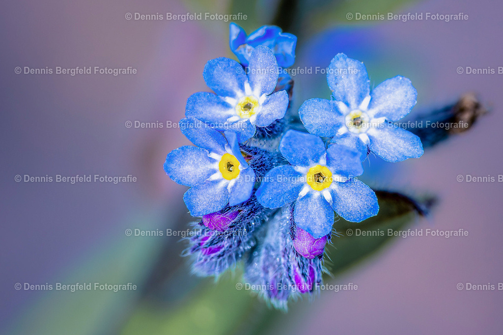 Flower 27 | Entdecken Sie Natur, Makro und Tierfotografie von Dennis Bergfeld.Besondere Momente und Details der Natur, hochwertig als Foto und Wandbild erhältlich. - Realisiert mit Pictrs.com