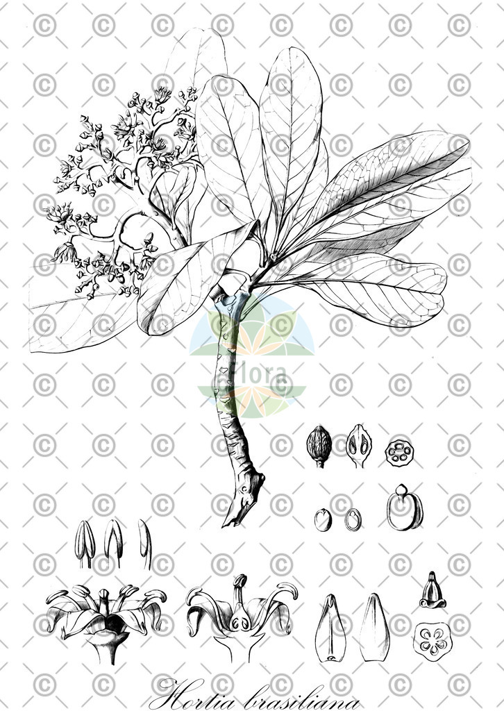 HistAbb_wfo-0000170722_1_ENZY_Simple | Historische Abbildung von Hortia brasiliana - Rutaceae | Historical Illustration of Hortia brasiliana - Rutaceae
