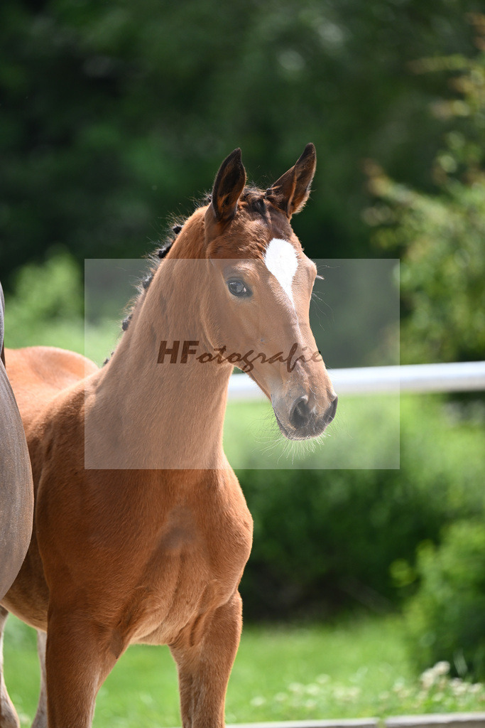 Viva Vitalis x Locksley III_SF_Ochs_20240452 | hf-fotografie - Realizzato con Pictrs.com
