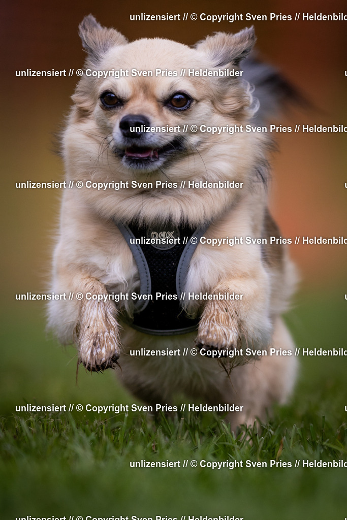 Sven Pries | 2024-04-21 - Hunderennen Baden-Oos
Foto: Sven Pries - Realisiert mit Pictrs.com