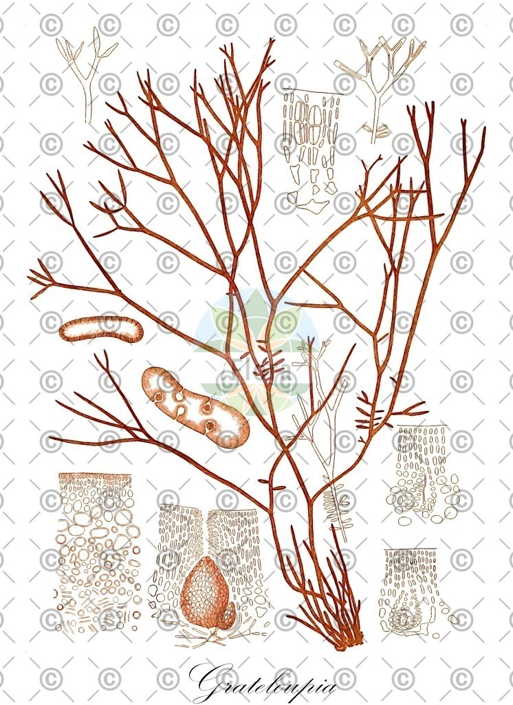 HistAbb_wfo-0001421764_1_ENZY_Simple | Historische Abbildung von Grateloupia - Halymeniaceae (0) | Historical Illustration of Grateloupia - Halymeniaceae (0)