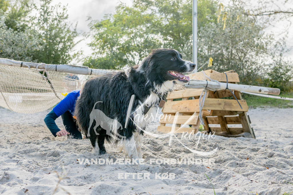 1246_ZZ93346 | kk-dogfotos