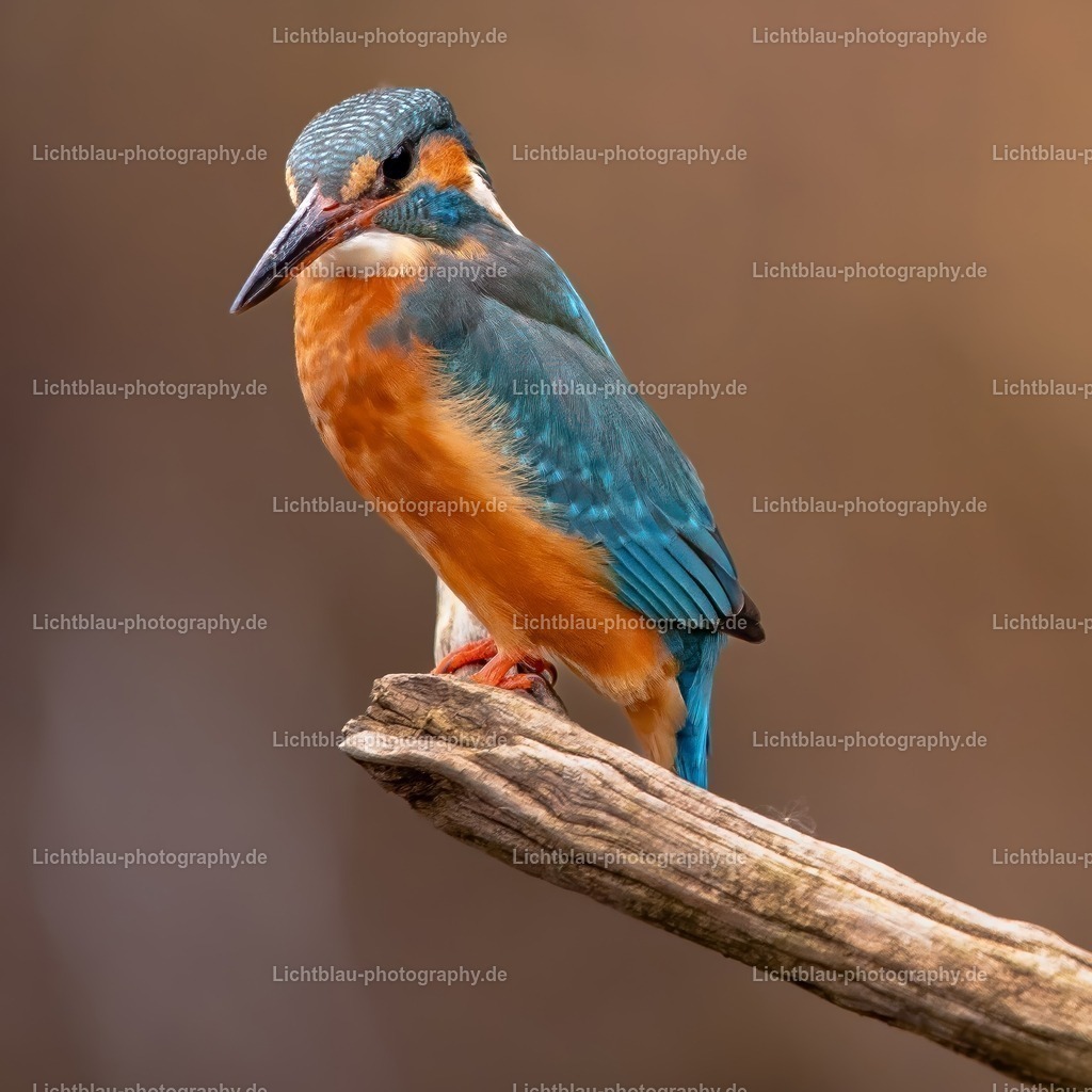Eisvogel-25 | Hans-Bernd Lichtblau Photography. Finden Sie wunderschöne Fotografien aus Landschaft und Natur.  - Realisiert mit Pictrs.com