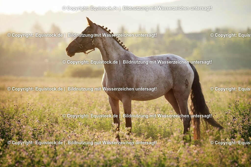 20150807_TOMsPiC_0239 | equistock