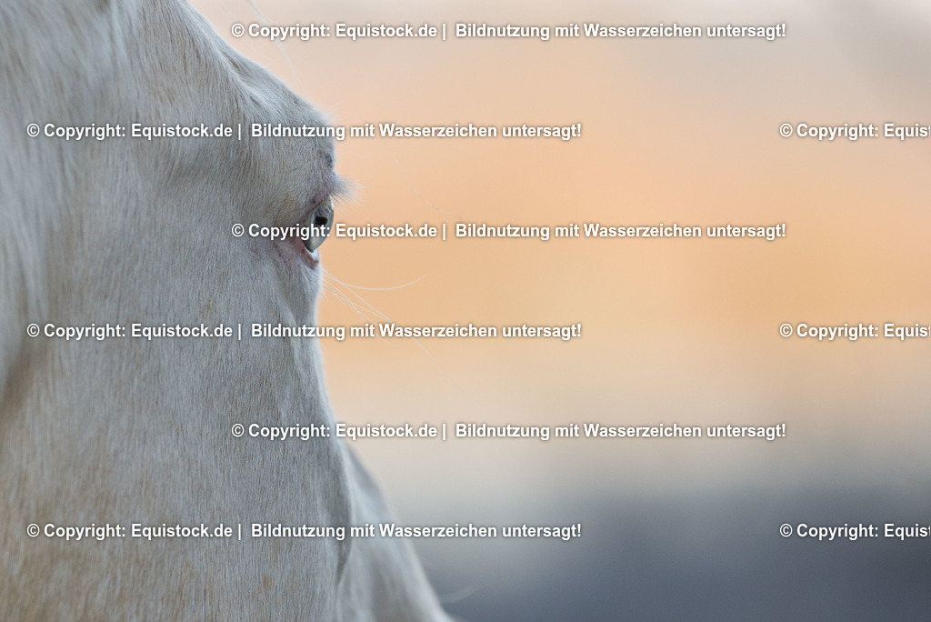 TS_20161208_Pferd_mit_blauen_Augen_0003 | equistock