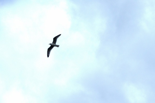 Fliegende Möwe | Verkauf von Fotos und  Videoclips zumThema Natur.Motive sind Pflanzen, Tiere, Landschaftenund Wetter