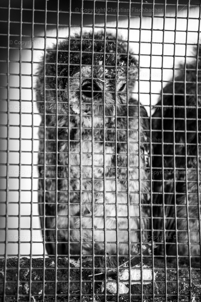 Fotos_Copyright_Chri_Fischbacher_Druck-268 | Bildershop Chri Fischbacher - Realisiert mit Pictrs.com