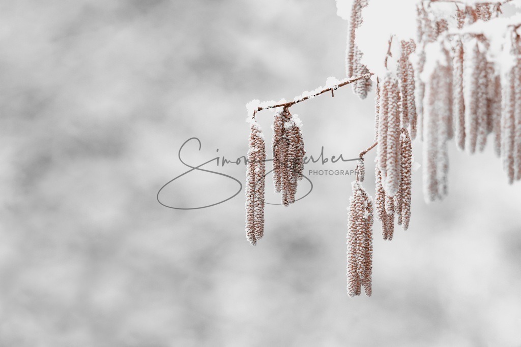 Gemeine Hasel im Winterkleid | Simone Sperber, svb-photography,Fotografin,Bilddesignerin,Naturfotografie,Macrofotografie,Tierfotografie,Wildtierfotografie,Ausstellungen,Auftragsfotografie,Kunst,Art,Photographer,Shootings,Bildberatbeitung,Galerie,Shop
