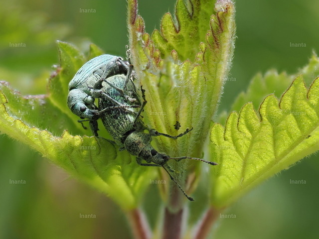 Grünrüssler(Phyllobius sp.) | Der Grünrüssler (Phyllobius spp.) ist ein kleiner, metallisch grün schillernder Rüsselkäfer mit feiner Beschuppung. Er gehört zur Familie der Rüsselkäfer und sitzt häufig auf Blättern und Blüten. –  – The Green Weevil (Phyllobius spp.) is a small metallic green leaf weevil with fine scales. It belongs to the weevil family and is commonly found on leaves and flowers. - Realisiert mit Pictrs.com