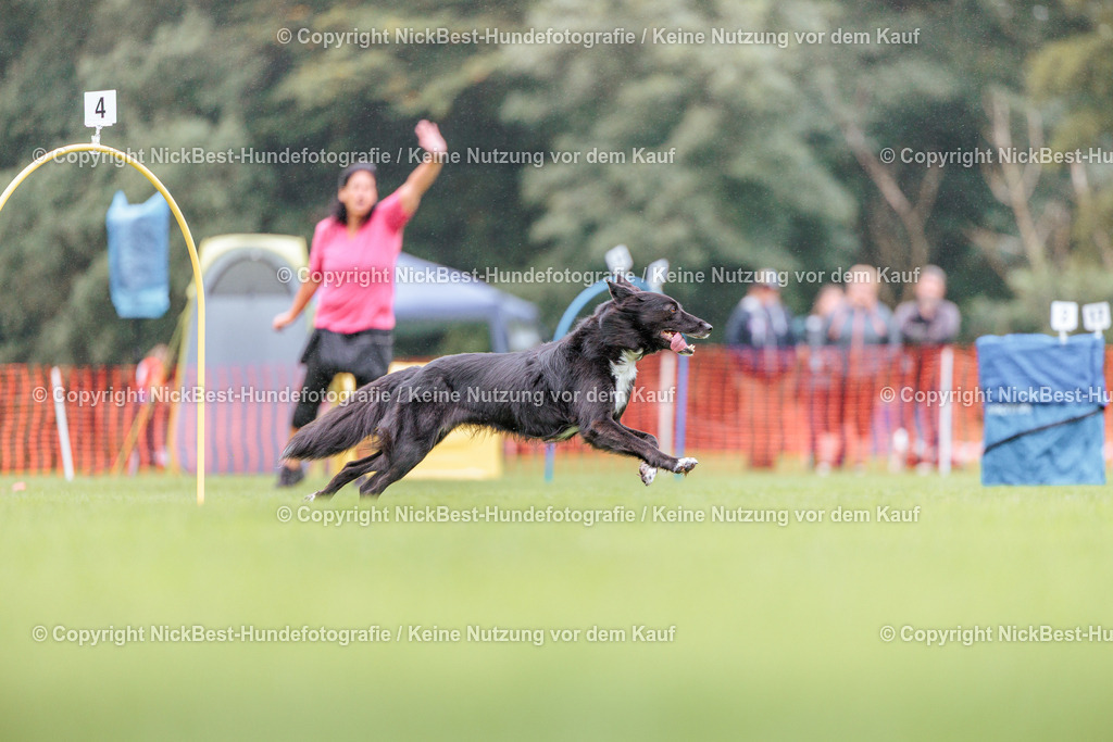 BSP Hoopers-H2-2026-Nickbest-Hundefotografie-TuS Komet Arsten e.V.-3267 | Dein Hund! Dein Moment! Deine Erinnerungen! Hundefotografie in Bremen Blumenthal. Ich fange die besonderen Momente deines Vierbeiners ein – ob Indoor mit Blitzanlage oder in der freien Natur. Sicher dir dein Moment und dein Termin für eure Erinnerungen.