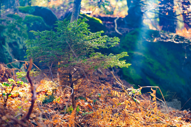 _DSC9967 | Shop für Prints Landschaftsfotografie Sächsische Schweiz Naturfotografie in Thüringen Fotos vom Findlingspark Nochten Kloster Sankt Marienstern Bilder Festung Königstein PanoramaRhododendronpark Kromlau FotogalerSchleswig-Holstein Küstenlandschaften