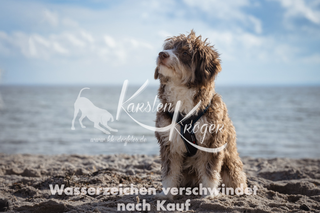 1300_ZZ99832 | kk-dogfotos