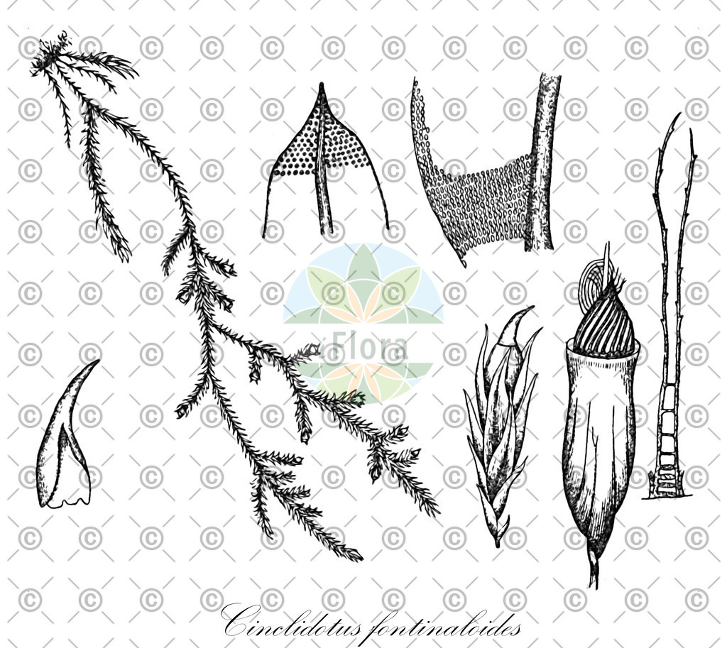 HistAbb_wfo-0001180516_2_ENZY_Simple | Historische Abbildung von Cinclidotus fontinaloides - Pottiaceae | Historical Illustration of Cinclidotus fontinaloides - Pottiaceae