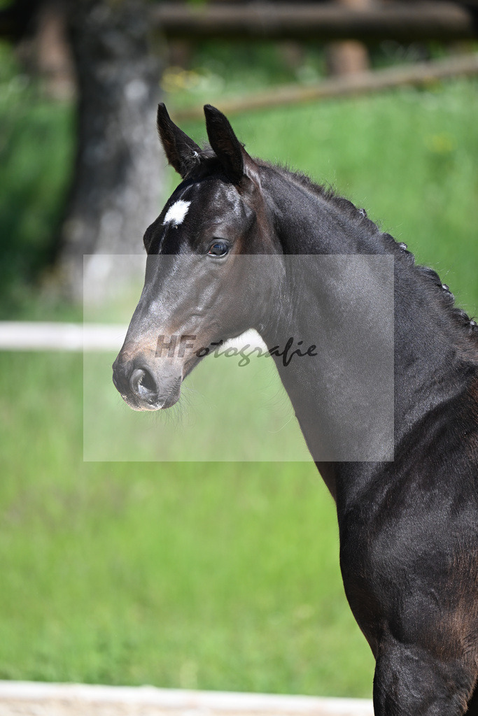 Escaneno x Negro_HF_Eder_10250055 | hf-fotografie - Realizzato con Pictrs.com