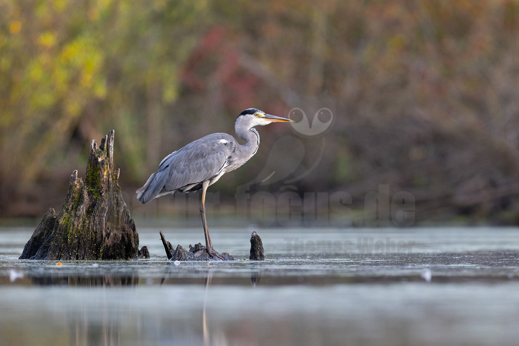 _5NF5128_20250813 | Ein Graureiher (Ardea cinerea) steht auf einem moosbewachsenen Baumstumpf, der aus dem ruhigen Wasser eines Gewässers ragt. Der Reiher blickt aufmerksam nach rechts, sein graues Federkleid hebt sich vom unscharfen Hintergrund aus herbstlichem Laub in Grün-, Gelb- und Brauntönen ab. Das Wasser spiegelt den Himmel und die Umgebung wider. - Realisiert mit Pictrs.com