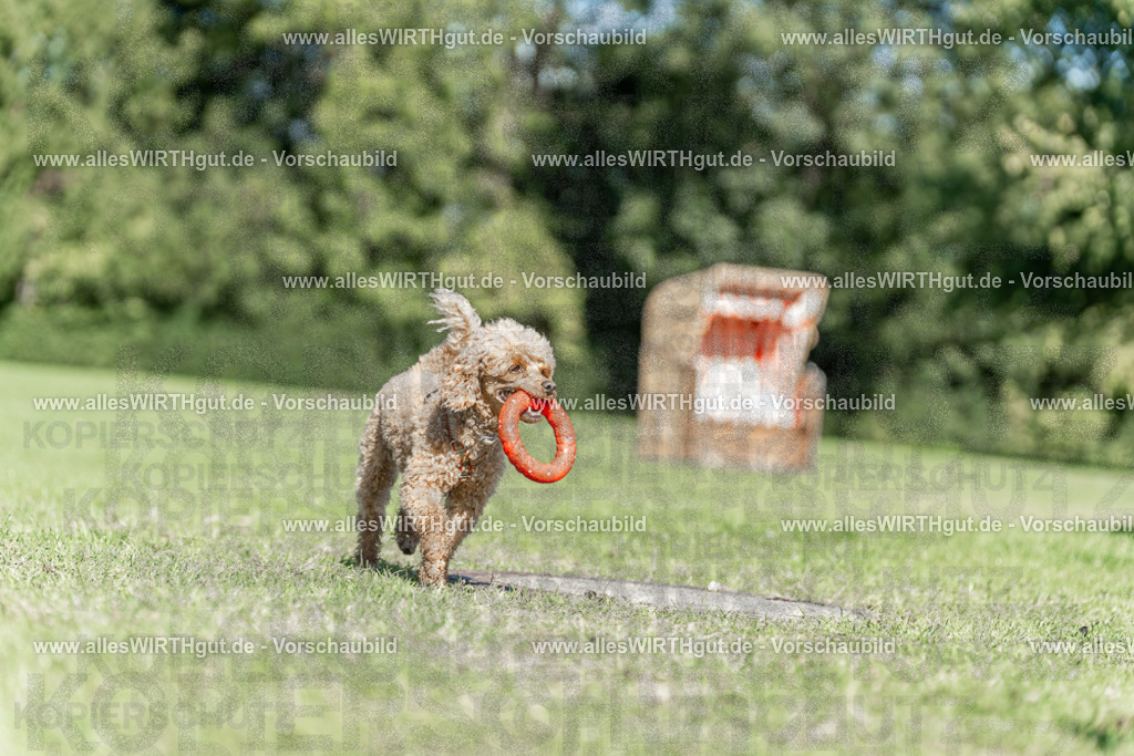 Hundeschwimmen_Volksbad_2026-allesWIRTHgut_Tierfotografie-2609061110-102036-7R509463 | Professionelle Tierfotografie in Mönchengladbach von Daniel Wirth (allesWIRTHgut). Liebevolle & natürliche Bilder von Hunden & Katzen für unvergessliche Erinnerungen.
