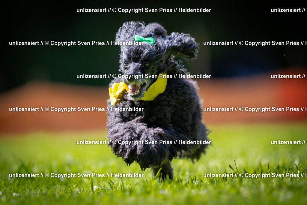 Sven Pries | 2025-08-10 - Hunderennen Durlach - Realisiert mit Pictrs.com