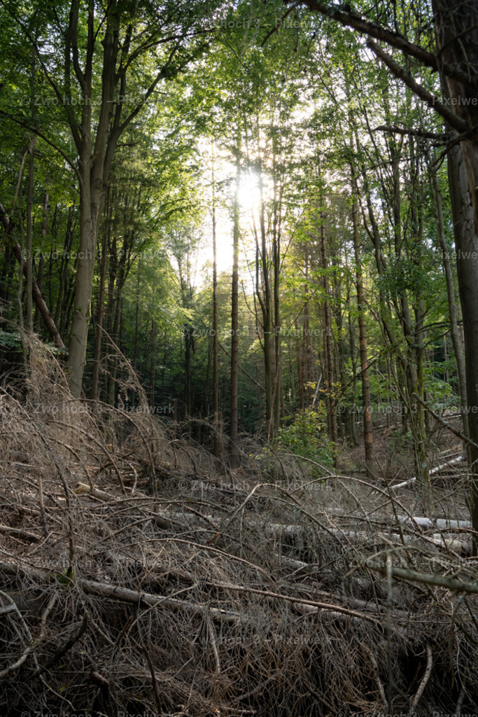 Fluegel_E_Nahe_Kantstein_Ostseite_Wald_Sonne_Schein | 2022-08-30_Waldbrandgebiete_1 - Realisiert mit Pictrs.com