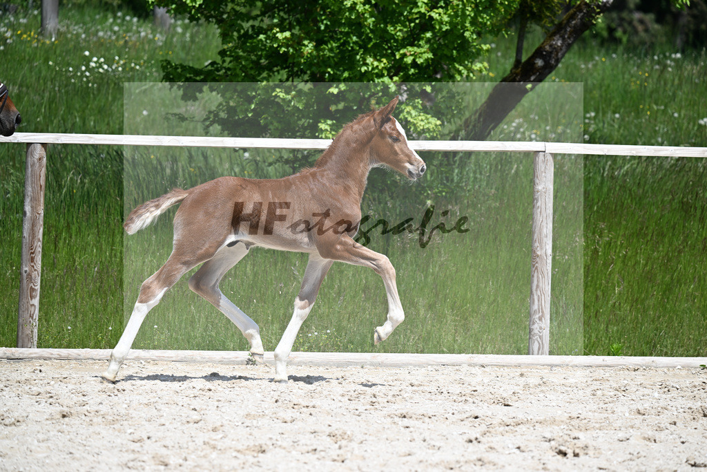 Esmeraldo x Comte_HF_Knott_10250489 | hf-fotografie - Realizzato con Pictrs.com