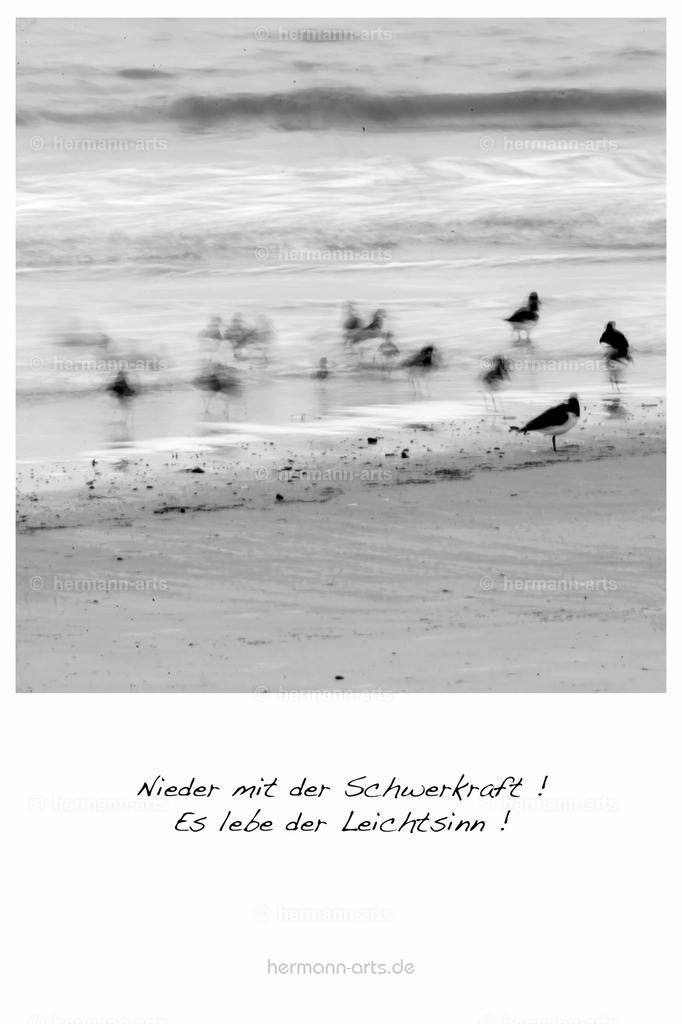 PK_Zitate_10x15_BW-098 | Photo Foto Kunst Art schwarzweiss Bilder Rheine Münster Berlin Blumen 