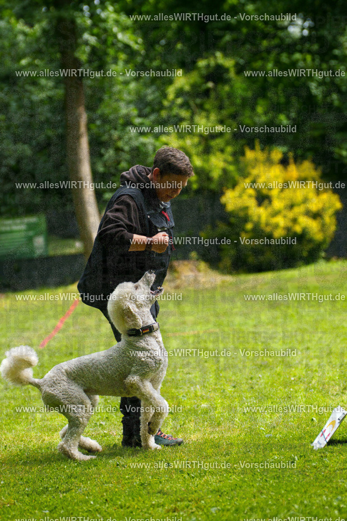 @allesWIRTHgut_Tierfotografie - www.allesWIRTHgut.de - 7R503651 | Professionelle Tierfotografie in Mönchengladbach von Daniel Wirth (allesWIRTHgut). Liebevolle & natürliche Bilder von Hunden & Katzen für unvergessliche Erinnerungen.