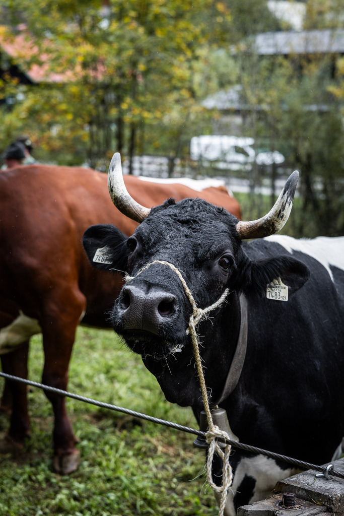 Rupertifest_Flachau_2k25_Webauflösung-96 | Bildershop Chri Fischbacher - Realisiert mit Pictrs.com