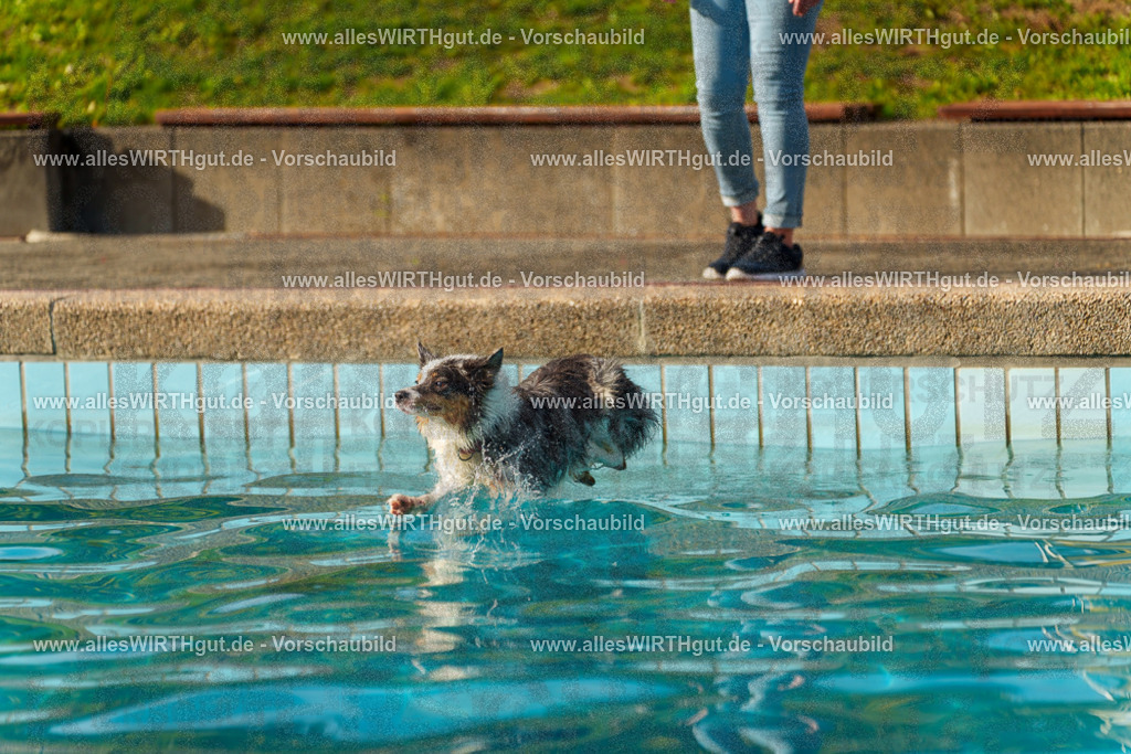 Hundeschwimmen_Grefrath_2026-allesWIRTHgut_Tierfotografie-15_24-7R509394 | Professionelle Tierfotografie in Mönchengladbach von Daniel Wirth (allesWIRTHgut). Liebevolle & natürliche Bilder von Hunden & Katzen für unvergessliche Erinnerungen.