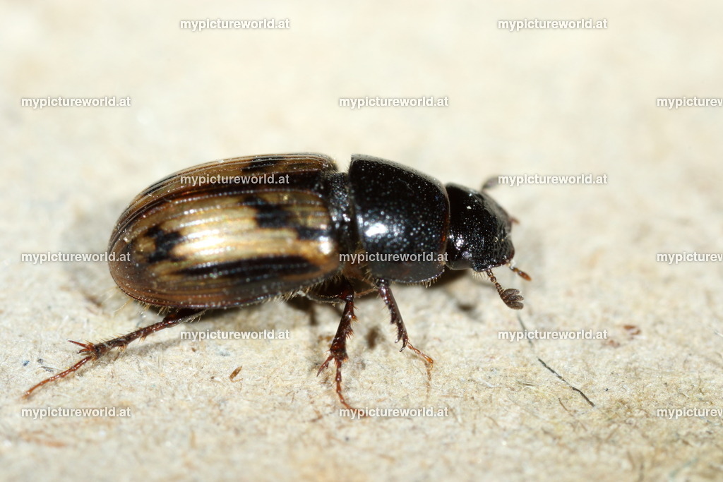 Aphodius distinctus-002 | Das Bilderarchiv über Tiere, Planzen und Landschaften. In der Bilddatenbank finden Sie ein große Auswahl an hochwertigen Bilder für Ihre Werbung - Realisiert mit Pictrs.com