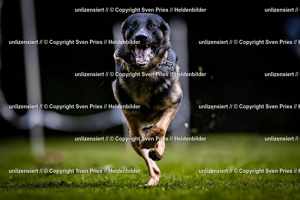Sven Pries | 2025-10-03 - Hunderennen Obergrombach - Realisiert mit Pictrs.com