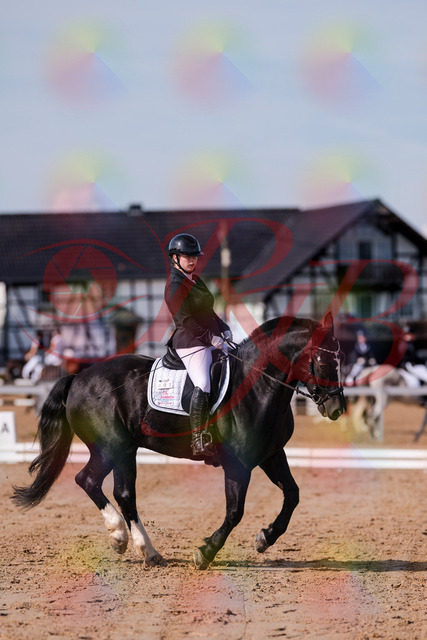 2026_10_03_Siefer-Hof_121034_Z81_12943435 | Professionelle Reitsport-, Turnier- und Eventfotografie von Robert Broda. Galerien mit ausgewählten und bearbeiteten Bildern direkt online ansehen und bestellen.