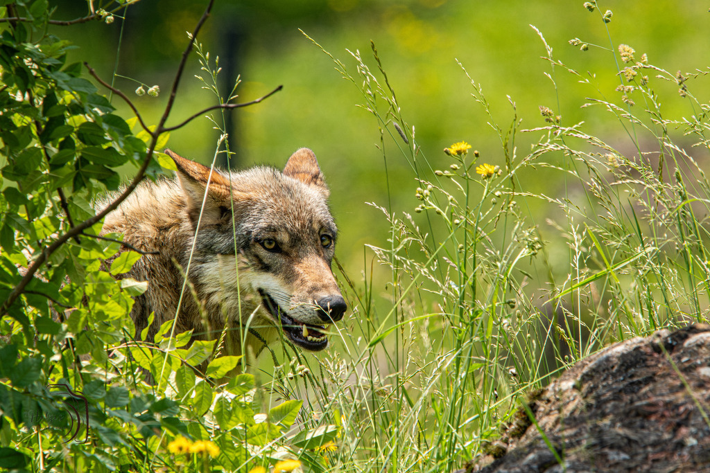 Tierpark Arth-Goldau-9214-Verbessert-RR | Holzisphotography, Landschaftsfotografie, Wildlifefotogorafie - Realisiert mit Pictrs.com