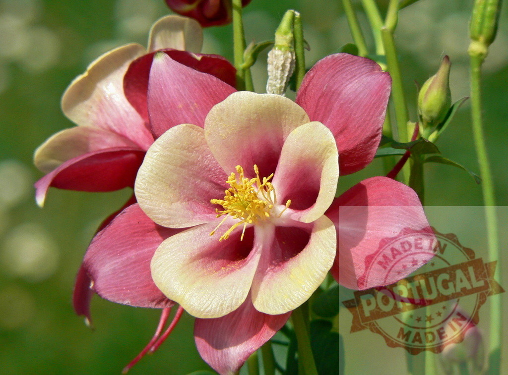 Vibrant Pink and White Columbine Flowers in Bloom | Pink and white columbine flowers blooming in a lush garden - Realisiert mit Pictrs.com