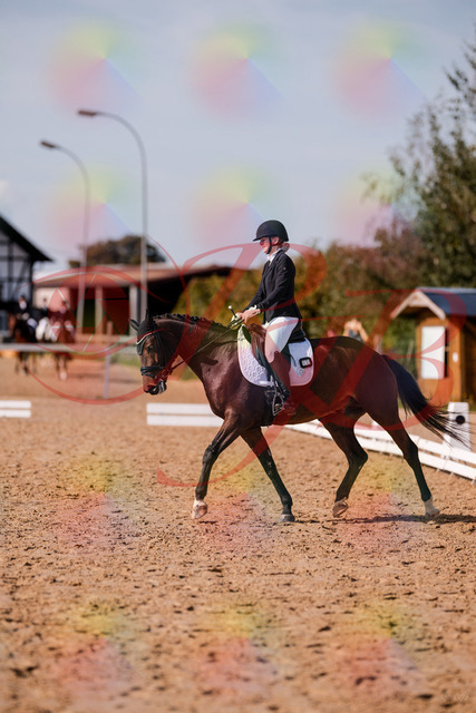 2026_10_03_Siefer-Hof_125826_Z81_48446985 | Professionelle Reitsport-, Turnier- und Eventfotografie von Robert Broda. Galerien mit ausgewählten und bearbeiteten Bildern direkt online ansehen und bestellen.