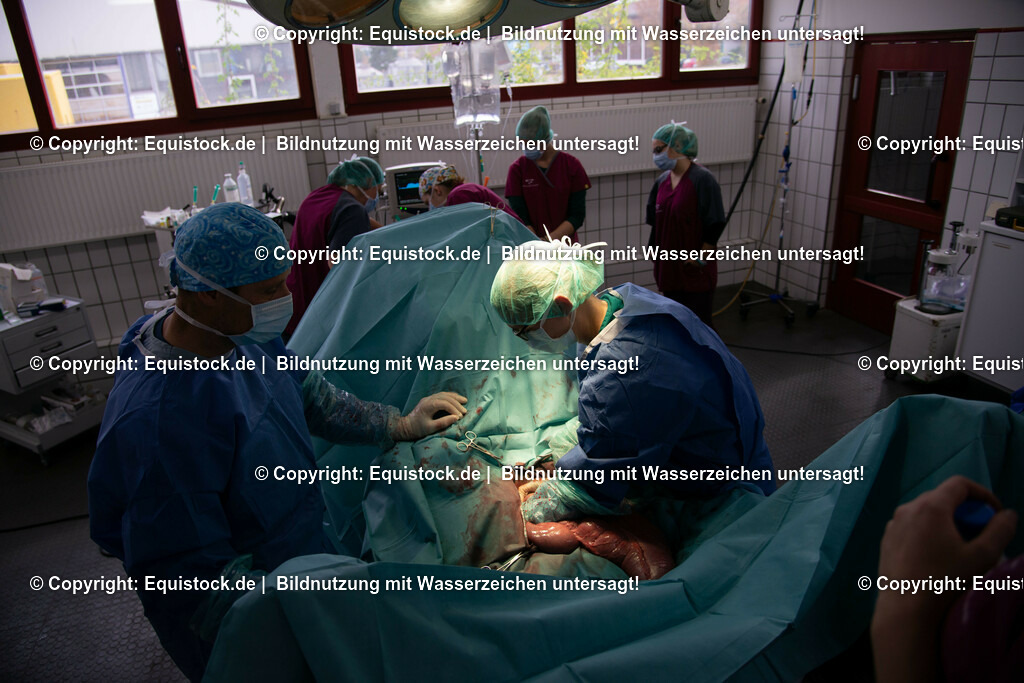 20191022_Kolik_OP_0044 | equistock