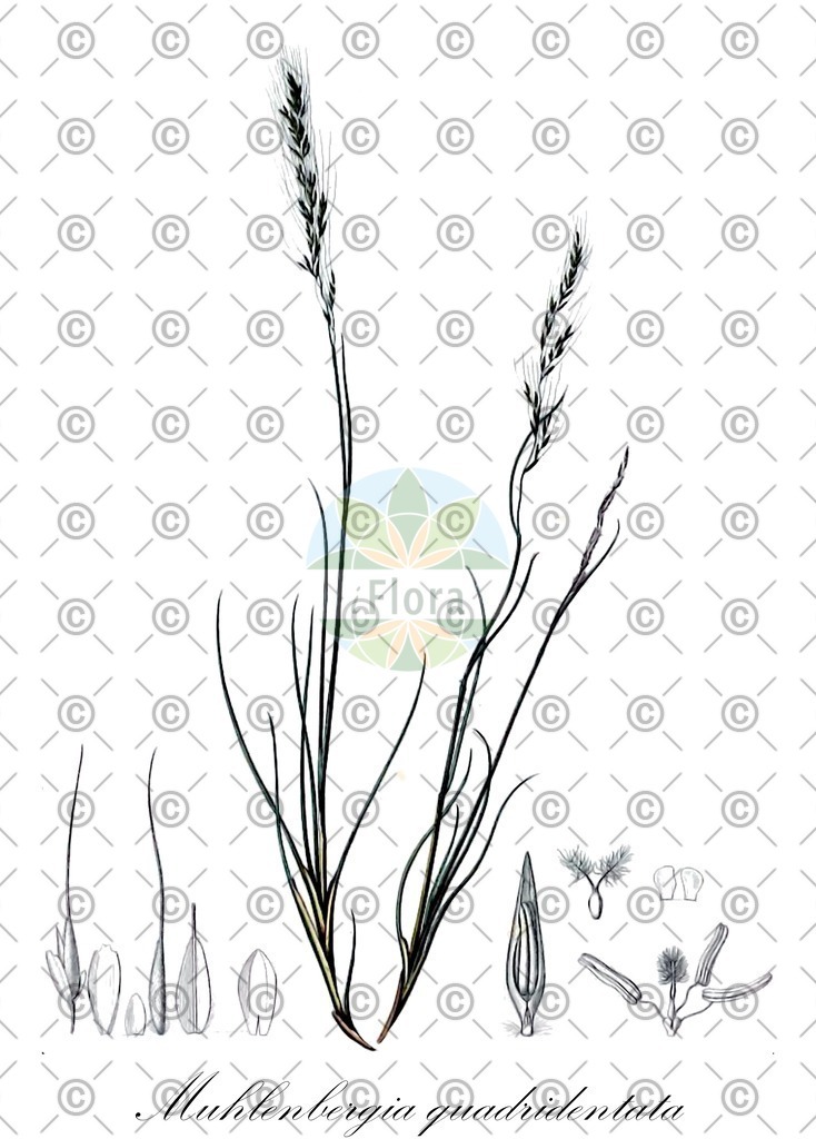 HistAbb_wfo-0000918133_1_ENZY_Simple | Historische Abbildung von Muhlenbergia quadridentata - Poaceae | Historical Illustration of Muhlenbergia quadridentata - Poaceae